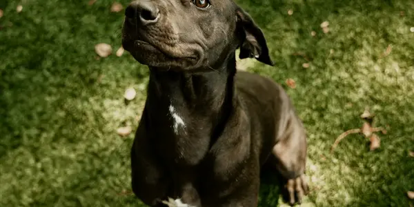 Summer Pet Prep Checklist: Tick, Flea, and Heartworm Protection for Hiking and Outdoor Adventures