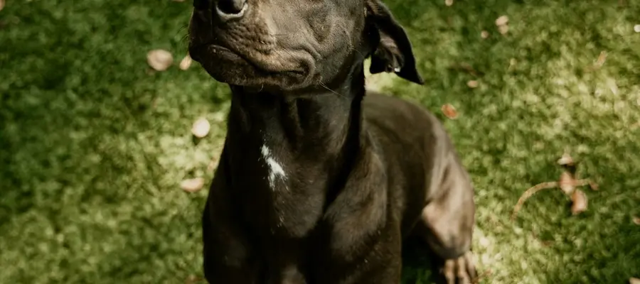 Is Your Dog Ready for an Emergency? A Burlington Pet Preparedness Guide