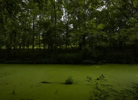 Blue-Green Algae and Dogs in Burlington: Recognize It, Avoid It, React Fast