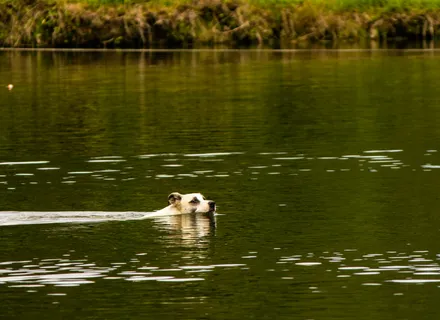 Dog-Friendly Burlington and the GTA: Parks, Trails, Patios, and Swim Spots for Summer 2026