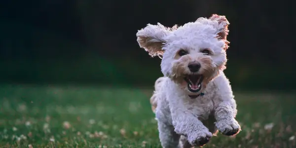 Daycare vs. Boarding vs. Pet Sitter: Which Is Right for Your Dog?