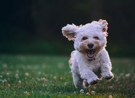 Daycare vs. Boarding vs. Pet Sitter: Which Is Right for Your Dog?