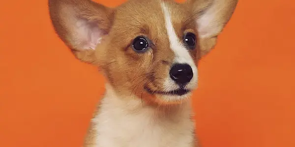 Signs of Anxiety in Dogs: How to Recognize and Help Your Anxious Pup