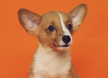 Signs of Anxiety in Dogs: How to Recognize and Help Your Anxious Pup