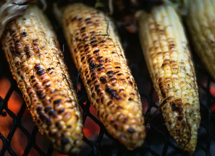 Dog Swallowed a Cooked Bone, Corn Cob, or Sock: Foreign Body Guide