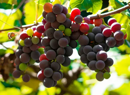 Dog Ate Grapes or Raisins: What to Do Now (Burlington Emergency Guide)