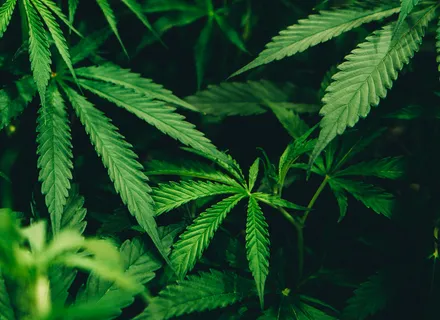 Dog Ate Marijuana or a Cannabis Edible: Emergency Steps (Burlington)