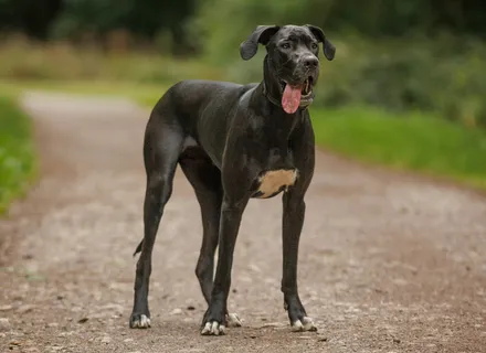 Dog Bloat (GDV): Symptoms, First Aid, and Why Every Minute Counts