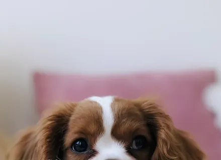 Preparing Your Dog for Boarding: The Complete Checklist
