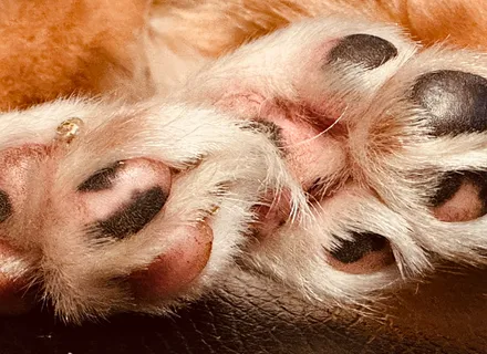 Dog Cracked or Torn a Nail: First Aid Steps That Actually Stop the Bleeding