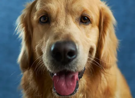 How Much Exercise Does My Dog Need? A Guide by Breed and Age