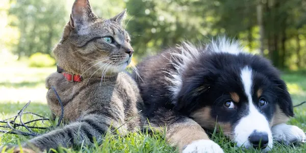 Understanding Dog Food Labels: A Pet Nutrition Guide
