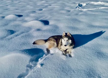 Dog Frostbite and Hypothermia in Halton Winters: Signs and First Aid