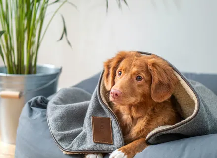 Dog Hit by Car: Emergency Steps Even if They Seem Fine