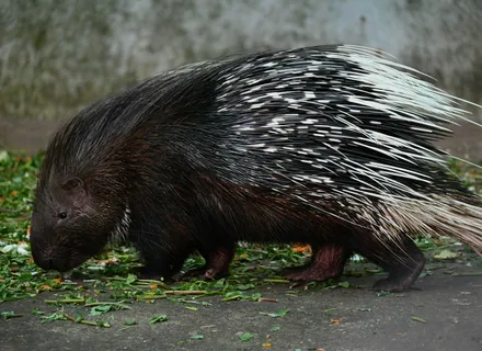 Dog with Porcupine Quills: Why You Should Not Pull at Home