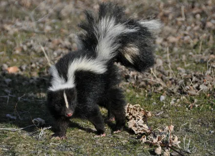 Dog Sprayed by a Skunk: The Formula That Actually Works (and Why Tomato Juice Does Not)
