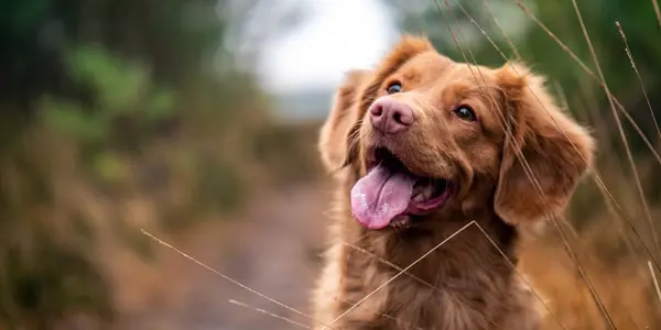Traveling With Your Pet: Essential Tips for Stress-Free Trips