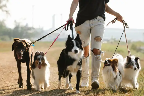 Dog Walking