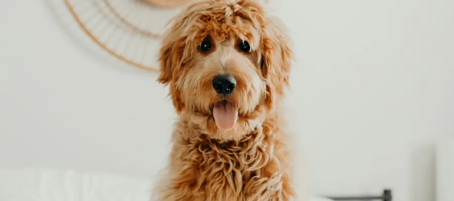 Doodle Care Guide for GTA Owners: Grooming, Exercise, and Health for Goldendoodles & Labradoodles