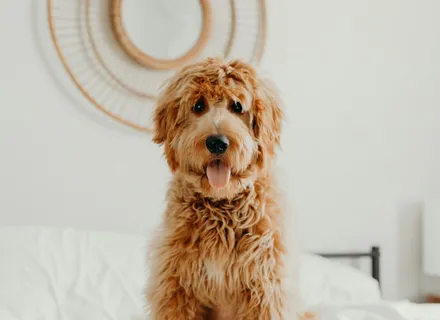 Doodle Care Guide for GTA Owners: Grooming, Exercise, and Health for Goldendoodles & Labradoodles