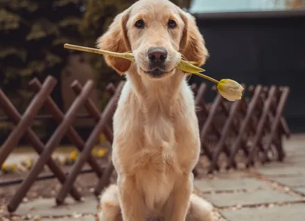 First-Time Dog Owner Checklist: Everything You Need to Know