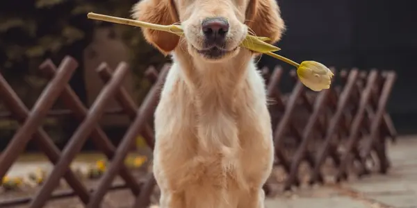 First-Time Dog Owner Checklist: Everything You Need to Know