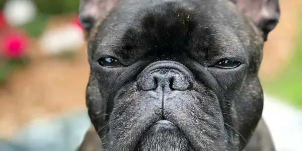 French Bulldog Summer Safety in Ontario: Heat, Breathing, and the Risks Owners Often Underestimate