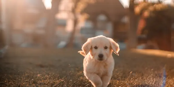 Holiday Pet Safety: Keeping Your Dog Safe During the Festive Season