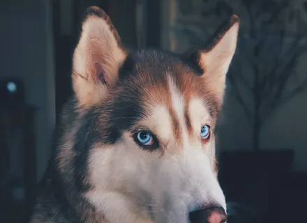 The Science Behind Positive Reinforcement Dog Training