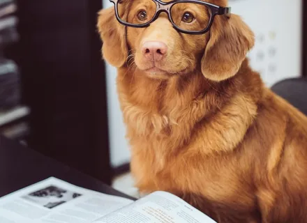 7 Signs Your Dog Needs Professional Grooming