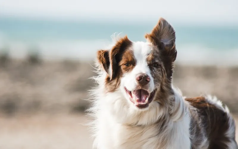 How to Potty Train a Puppy: A Complete Step-by-Step Guide