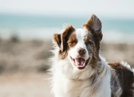Senior Dog Care: Adapting Exercise, Grooming, and Boarding as Your Dog Ages