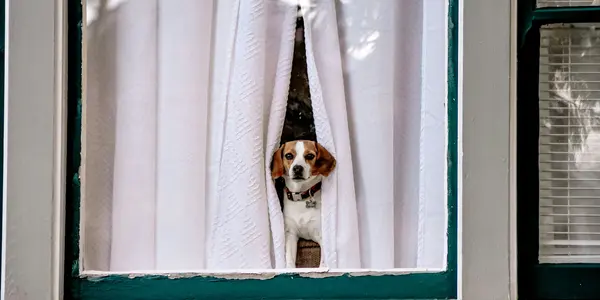 Separation Anxiety in Dogs: Causes, Signs, and What Actually Helps