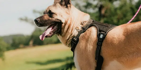 Summer Pet Prep Checklist: Tick, Flea, and Heartworm Protection for Hiking and Outdoor Adventures