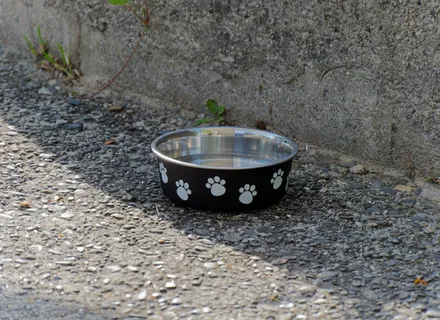 Summer Pet Safety: Protecting Your Dog From Heat and Dehydration