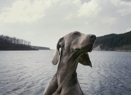 Why Does My Dog Do That? 12 Weird Behaviours Explained