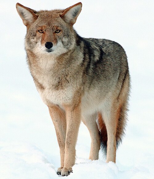 Coyote alert and watching