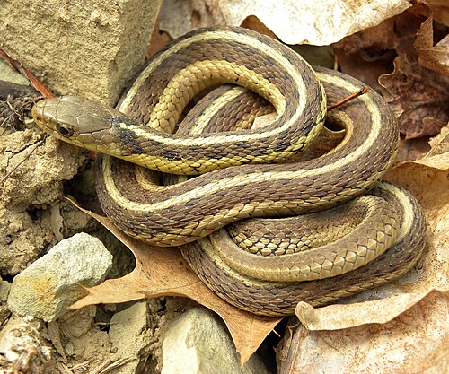 Common garter snake
