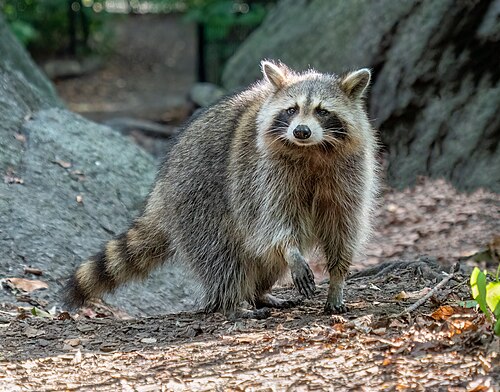 Raccoon in an urban park