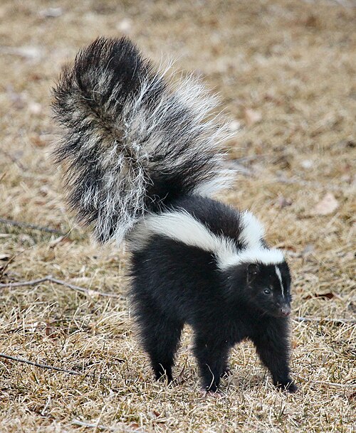 Striped skunk in defensive posture
