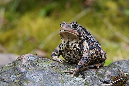 American toad on the ground