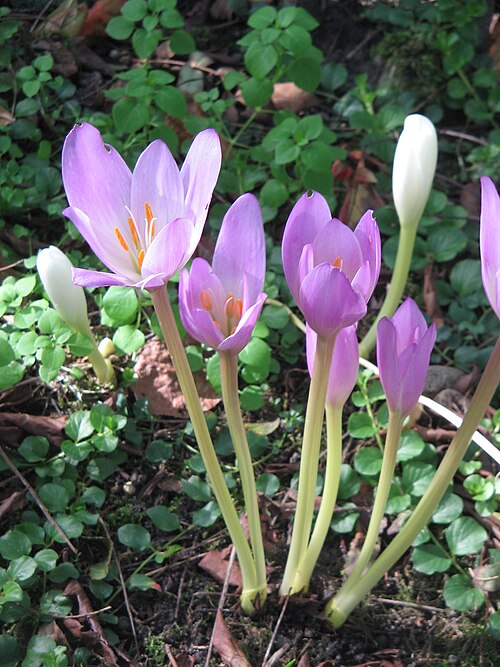 Autumn crocus flowers