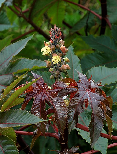 Castor bean plant