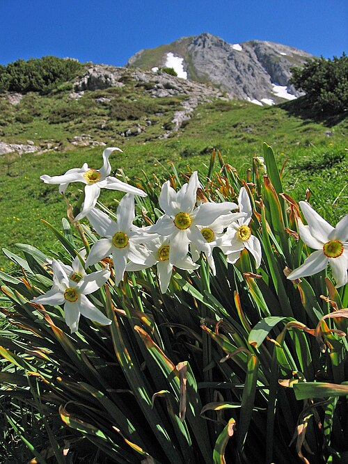 Daffodil flowers