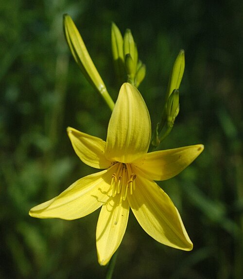 Daylily flowers