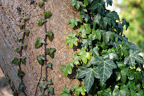 English ivy leaves