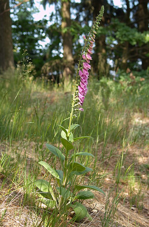 Foxglove flowers