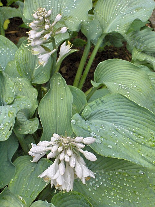Hosta foliage