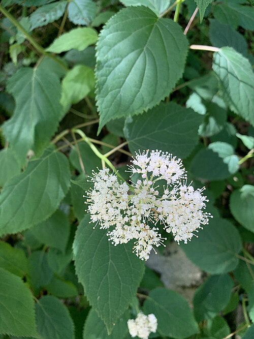 Hydrangea flowers