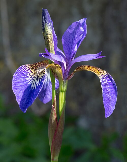 Iris flower